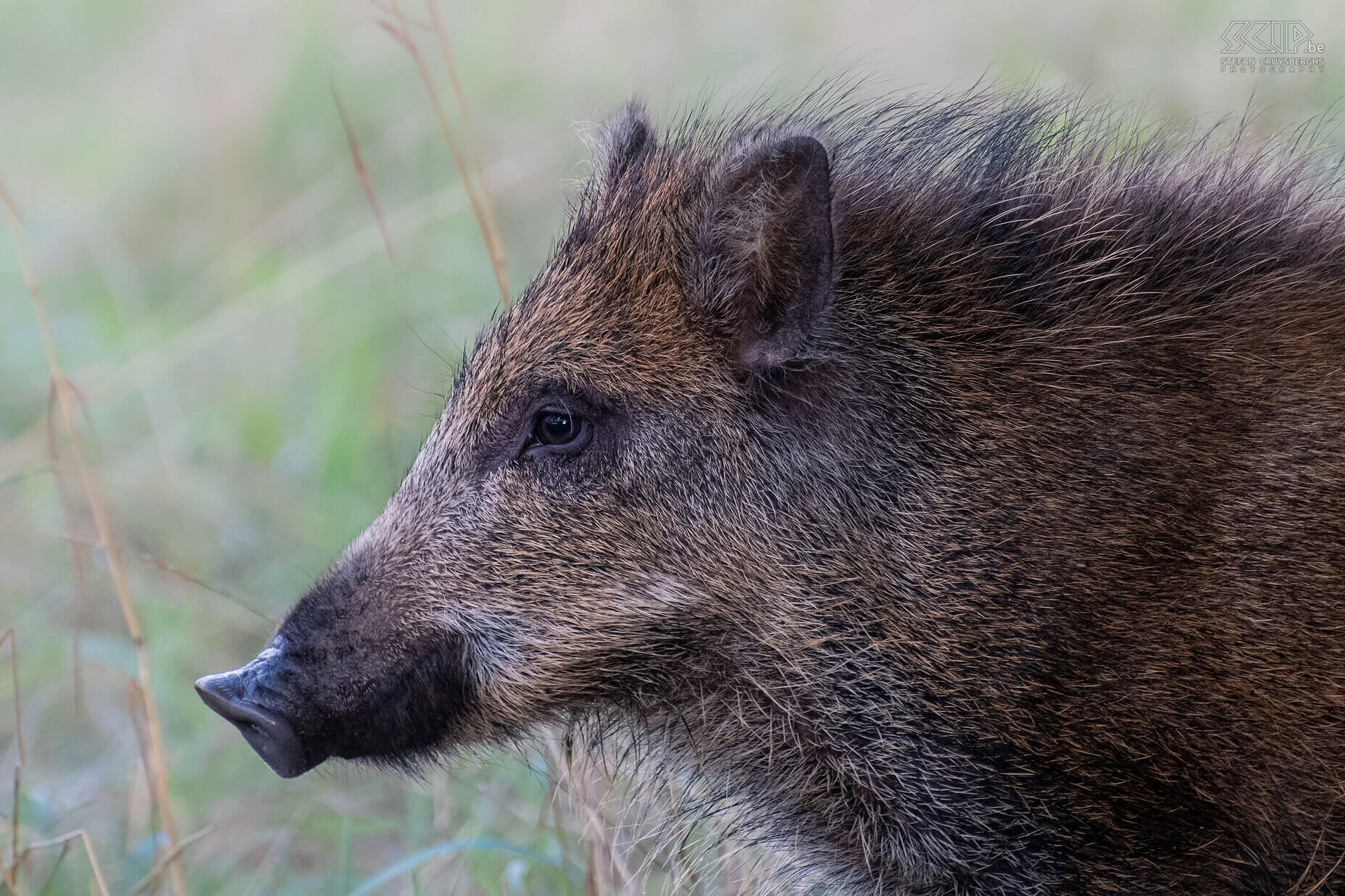 Closeup of wild boar Closeup of wild boar on Plateau des Tailles in the Ardennes Stefan Cruysberghs